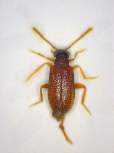 Euglenes oculatus